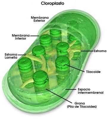 Imagen de un cloroplasto