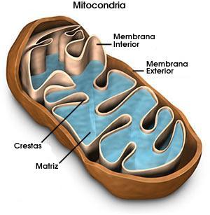 Estructura de una mitocondria